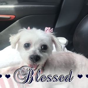 Meet your Posher, Alison